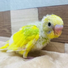 低姿勢でこんにちは〜👋パッと明るく照らしてくれるセキセイインコのパイド‼️