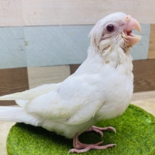 最新画像有ります❗️心も身体もピュアにいきましょ〜❤️真っ白で美しいオカメインコピュアホワイト❗️