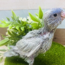 どんな姿を見せてくれるのか楽しみです🩵サザナミインコのブルースパングル⭐️
