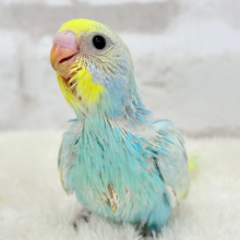 アイドル来ました♡セキセイインコ(パステルレインボー) ヒナ