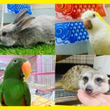 ✨GW✨小動物・中型インコフェア開催‼️