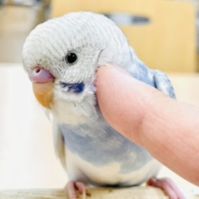 【最新画像】カキカキ好きの甘えん坊✨セキセイインコ(ヒナ)(パイド)