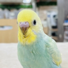 【最新画像】春がきました！セキセイインコちゃん（パステルカラーレインボースパングル）
