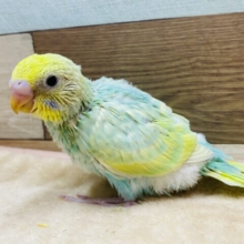 あわ〜いその姿に夢中です💕愛嬌ばっちりセキセイインコのパステルカラーレインボー💎✨