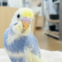 【最新画像】爽やかパステル💛💙セキセイインコ（パステルレインボーパイド）