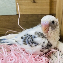 ゴマシオたっぷりめでお願いします〜🤲✨セキセイインコの白ハルクイン！