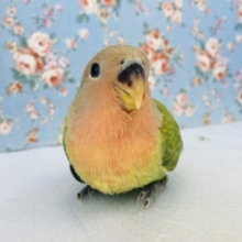 心安らぐ..夕焼け野原🌆🍃手乗りコザクラインコさん(オパーリン)🍊❤︎