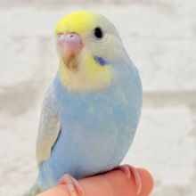 【最新画像・動画更新🪄ひとり餌になりました！】大きくなったらあちこちを旅してみたいな𓈒𓂂𓏸‪𓂃✈︎セキセイインコ(パステルレインボー) ヒナ