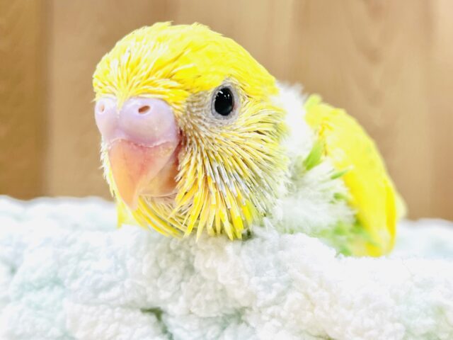 💚💛菜の花咲いたよ！セキセイインコ（スパングルパイド）