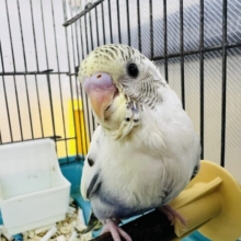 気品高き甘えん坊♡セキセイインコのバイオレット系4色ハルクイン✨