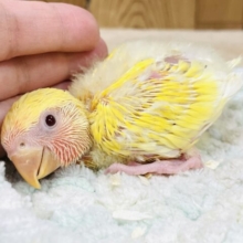 フレッシュな果実みたい💛コザクラインコ（ルチノー）