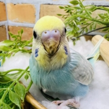 爽やかな青空カラー☆セキセイインコ（パステルレインボースパングル）