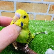 ②いつでも待ちぼうけ♬カキカキが大好き♡セキセイインコ（グリーンオパーリン）