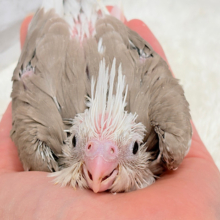 可愛さを”ギュギュッ”と詰め込んだ- ̗̀🎁 ̖́-オカメインコ(WFシナモンパイド) ヒナ