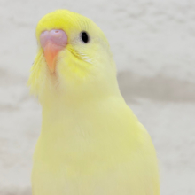 クリーミーたまごちゃん🐥💛セキセイインコ ヒナ