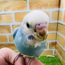 ふわぁ〜と風船みたいに飛んでいきそう?まんまるセキセイインコ（ブルースパングル）