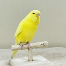 溢れ出る存在感💛ジャンボセキセイインコ（ルチノー）