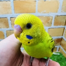 ①主役はもらった！自己主張強めのセキセイインコ！（グリーンオパーリン）