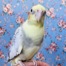 ｴｯﾎｴｯﾎ♬*本当は仲良しになりたいって伝えなきゃ💟ツンデレオカメインコさん(パールパイド)🪶✨