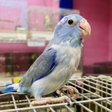最新画像あります✨みんなの目線を独り占め🥰💙マメルリハインコのブルーパイド男の子🌟