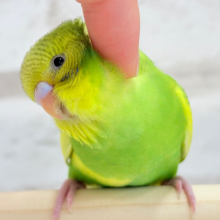 【最新画像更新🪄ひとり餌になりました！】ピヨピヨ鳴きが止まらないっ！！！セキセイインコ(パイド) ヒナ