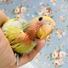 春の朝日☀️🌿かわいい手乗りコザクラインコさん(タイガーチェリー)🌼