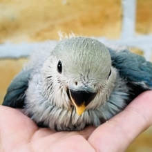 ①4\24更新✴︎わたわたほわほわに包まれたい︎💕︎︎コザクラインコのヒナ(ブルーチェリー)入荷しました❤️