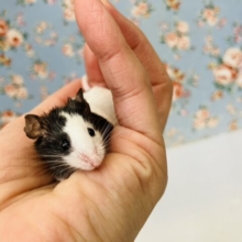 パンダの天使🐼❤︎激推し❢❢パンダマウスちゃん⭐︎*°