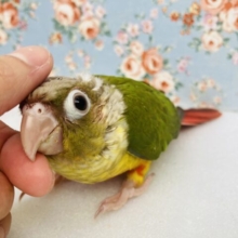 桜若葉🌸🌿 ほのぼの❤︎*ˊᵕˋ かわいい手乗りウロコインコのヒナちゃんです🏵️