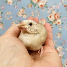 華があるとはこのコト❢❢🌸かわいいシナモン文鳥ヒナちゃん💟