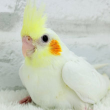 【最新画像更新🪄】頭の冠、お花みたいね🌼オカメインコ(ルチノー) ヒナ