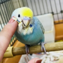3色じゃ足りない😋◝✩目指すは7色㌨❕🍡セキセイインコ(パステルレインボースパングル/2025年3月下旬生まれ)