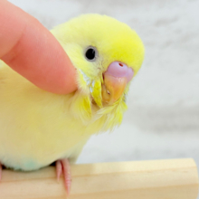 ふわふわレモンちゃん🍋セキセイインコ ヒナ
