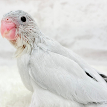【最新画像更新🪄】ちびっコながらも～　表現ゆたかなコっ☆彡　マメルリハインコ　ダイリュートモーブ～～