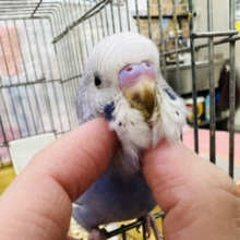 5/8更新☆誰よりも先駆け🏃‍♂️ᯓ芸術の春🖍️🌸✩.*˚セキセイインコ(ブルーオパーリン/2025年4月生まれ)