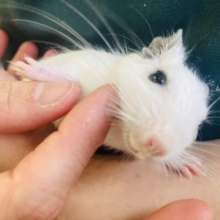 デグースマイル炸裂💟天使のかわいさ❢❢デグー(パイド)ちゃん🌟