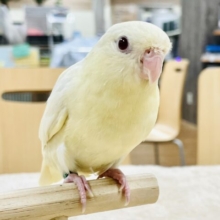 【最新画像🪄︎︎】優しいカラーにまん丸フォルム💛サザナミインコ（クリーム）