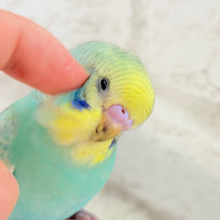 【最新画像・動画更新🪄ひとり餌になりました！】話しかけられるの、ｽｷかもっ♬♪　セキセイインコ　パステルカラーレインボースパングル～～