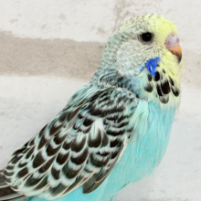 おっきな子🐣やってきたよー！！ジャンボセキセイインコ ヒナ
