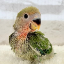 テチテチ歩くよっ🐾コザクラインコ(ノーマル) ヒナ