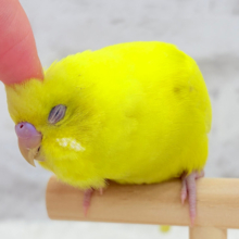 ピッカピカ💛カキカキ大好きインコ🍬セキセイインコ(ダブルファクター)