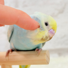 【動画更新🪄】”デレッ”モードには要注意⚠️💖セキセイインコ(パステルレインボースパングル)