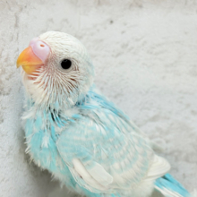 すっきり晴れやか🫐セキセイインコ(スパングル) ヒナ