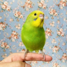 激かわちゃん❤︎*ˊᵕˋ 手乗りセキセイインコさん(グリーンスパングル)🌼🍃