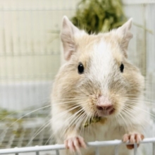 【最新画像】なんでそんなに可愛いの？？デグー（サンドパイド）男の子