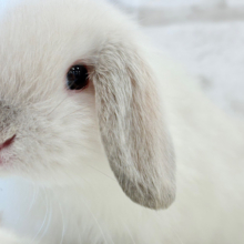 マシュマロちゃん🫧ふわもこ🐰ホーランドロップ(フロスティ) 男の子