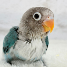 【最新画像更新🪄】同じ景色を共有したいね🌷🫧ブルーボタンインコ ヒナ