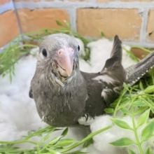 宿命…ってコト？！🤭白いお顔は𝘚𝘦𝘤𝘳𝘦𝘵👀🤍꙳⟡オカメインコ(ホワイトフェイス/2025年3月生まれ)