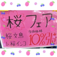 🌸桜フェア開催🌸~2025年4月30日まで~