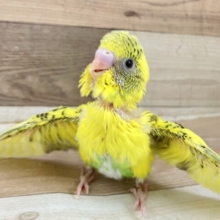 eye愛❕💛花火の輝き𝘀𝗵𝗶𝗻𝗶𝗻𝗴‪☀️⟡.·*.セキセイインコ(イエローハルクイン/2025年3月生まれ)